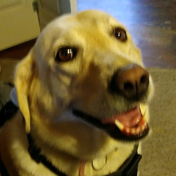 Meet your Posher, Homer - Picture 1 of 1